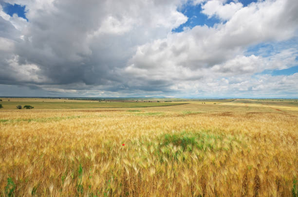 istock Meadow of wheat and poppy. 1044003262