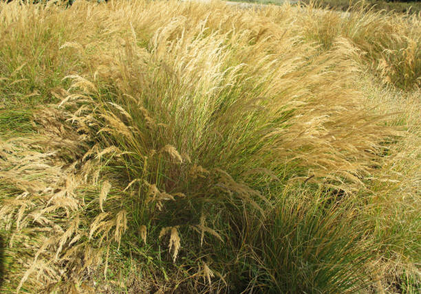 istock Herbaceous plant color gold in autumn 1044005606