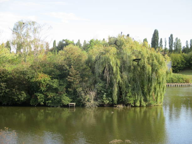 istock Cormorants on a weeping willow  Pond  Public park 1044006208