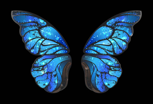 blue butterfly wings Detailed, blue butterfly wings morphines on black background. butterfly wing patterns stock illustrations