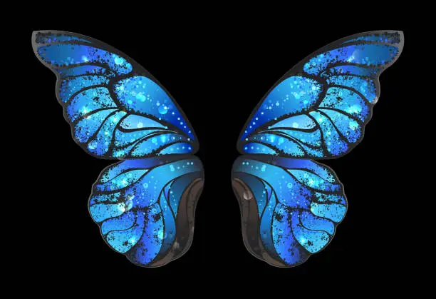 Vector illustration of blue butterfly wings