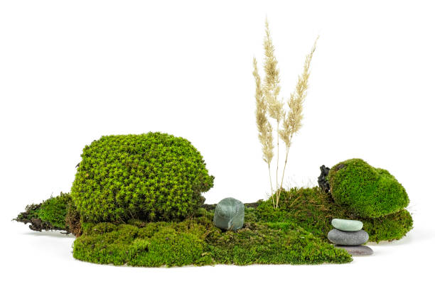 istock Green moss with reeds and stones isolated on white background 1044013750