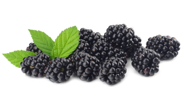 istock blackberries with green leaf isolated on white background. macro 1044018812
