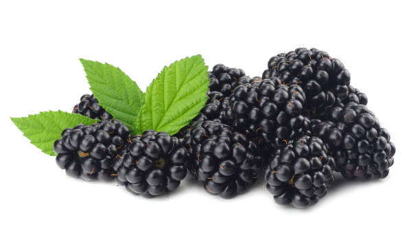 istock blackberries with green leaf isolated on white background. macro 1044018814