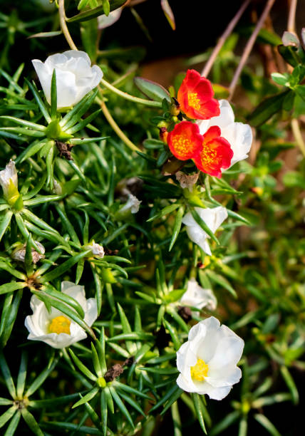 istock Red and White Portulaca 1044025660