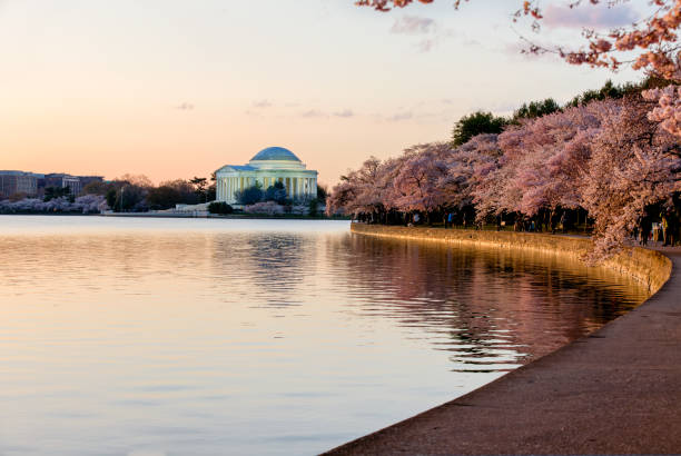 istock Jefferson Memorial at sunrise with cherry trees blossoming around Tidal Basin. 1044028590