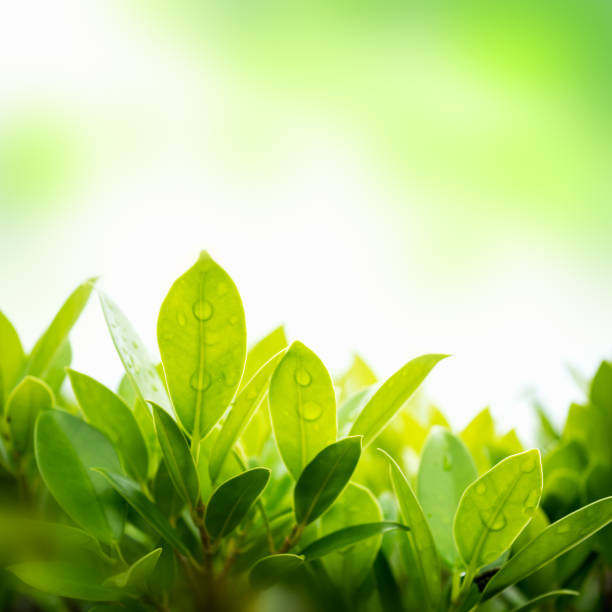 istock Green leaf with blurred natural background in the garden. 1044032378