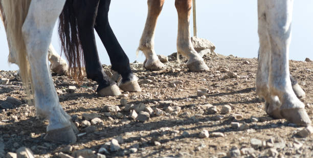 gambe di cavallo - il prossimo passo foto e immagini stock