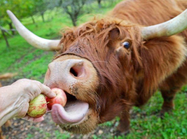 A farmer feeds a Scottish highland cow an apple by hand stock photo