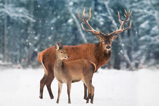 un nobile maschio cervo con femmina nella mandria sullo sfondo di una bellissima foresta di neve invernale. paesaggio artistico invernale. - nature wildlife horizontal animal foto e immagini stock