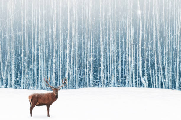 ciervo macho con grandes cuernos en el bosque de invierno cubierto de nieve. fondo natural del invierno. imagen artística de la navidad. - noble fir fotografías e imágenes de stock