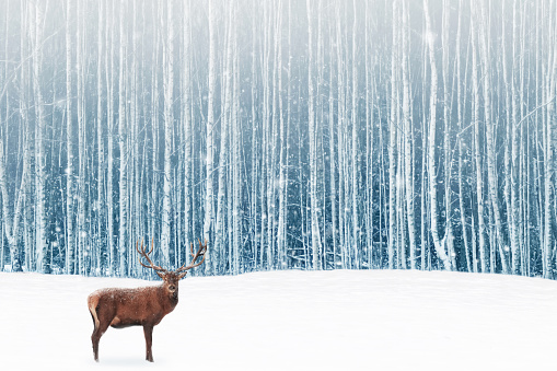 Deer male with big horns in the winter snowy forest. Winter natural background. Christmas artistic image.