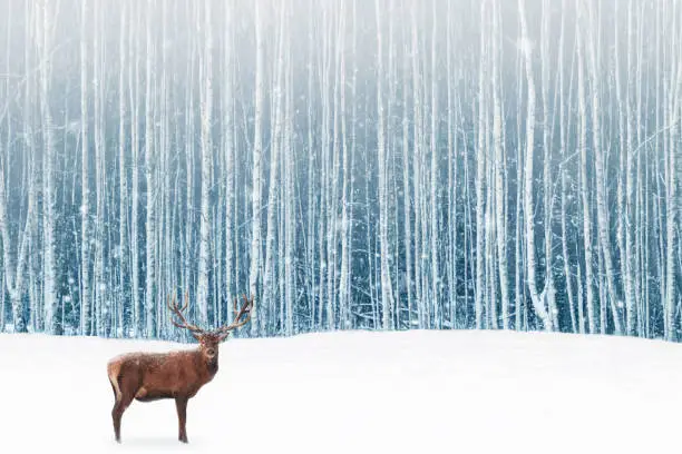 Photo of Deer male with big horns in the winter snowy forest. Winter natural background. Christmas artistic image.