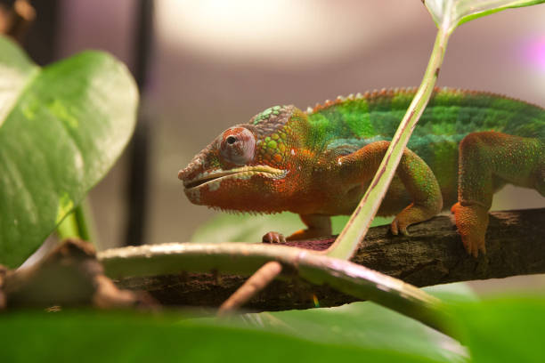 istock home chameleon in the terrarium 1044039682