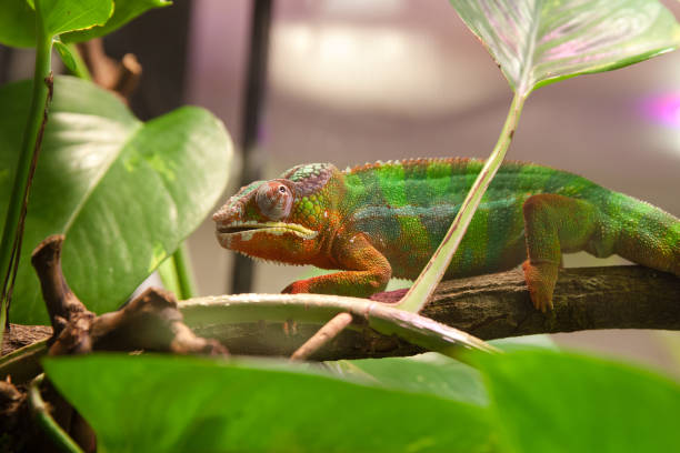 istock home chameleon in the terrarium 1044039714