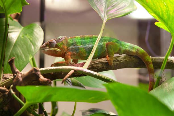 home chameleon in the terrarium