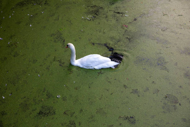 A swan swimming in a pond background