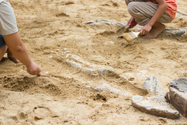 istock Children are learning history dinosaur, Excavating dinosaur fossils simulation 1044040390