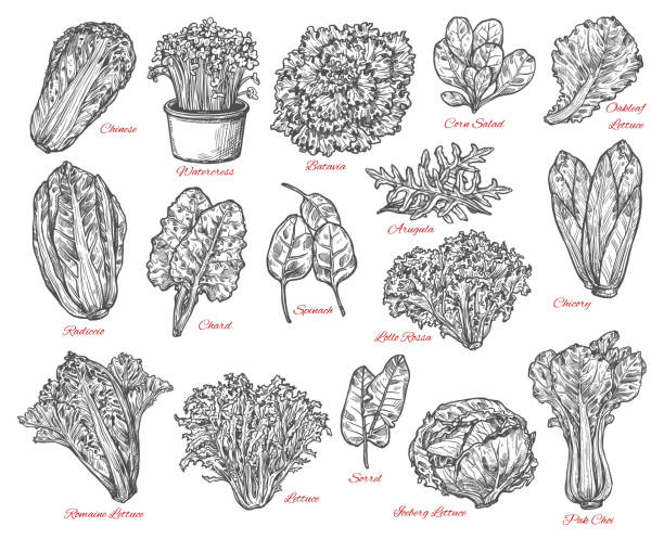 Salad leaves and vegetable vector sketches Leaf vegetable and salad vector sketch . Spinach, iceberg and romaine lettuce, chinese cabbage, chicory and corn salad, arugula, chard and sorrel, bok choy, watercress and batavia sketches Romaine stock illustrations