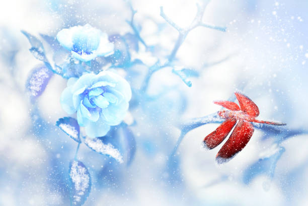 Red dragonfly in the snow on blue roses in a fairy garden. Artistic Christmas image. Red and blue tone. Red dragonfly in the snow on blue roses in a fairy garden. Artistic Christmas image. Red and blue tone. rose christmas red white stock pictures, royalty-free photos & images