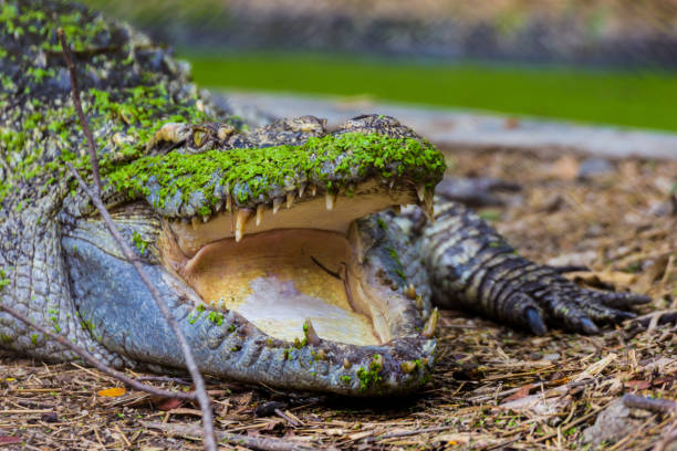 istock Thailand Crocodile with Mouth Open 1044044210