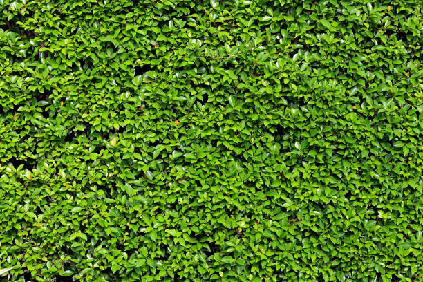 istock little green leaf texture nature in park 1044046390