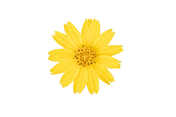 istock yellow flower isolated on white background with clipping path.single yellow flower head closeup for graphic design. 1044054096