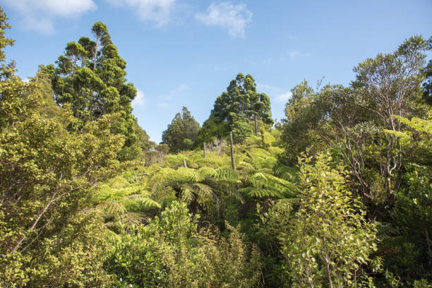 Low angle view of the lush flora in the Waitakere Ranges under a blue sky in Auckland, New Zealand