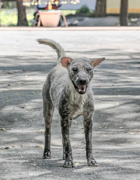 istock The dog is a skin disease. 1044059244