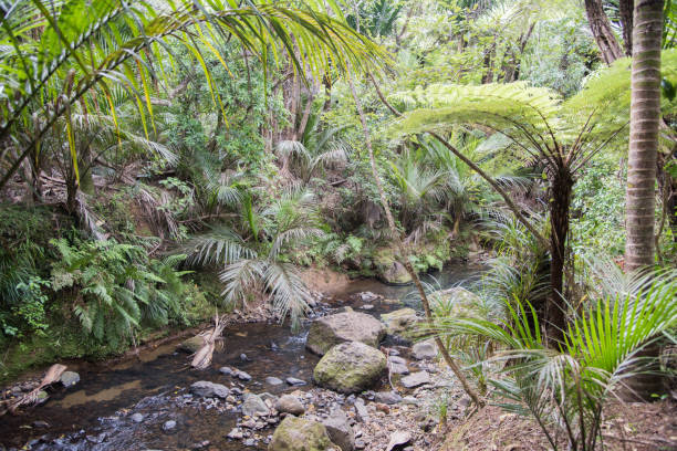 istock Tropical Flora and Rocky Stream 1044059342