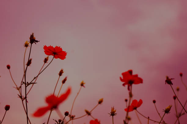 Naturaleza De Fondo De Flores Rosadas En Primavera O Verano Fondo De Pantalla Flores Belleza De Floración Foto de stock y más banco de imágenes de Aire libre - iStock Naturaleza De Fondo De Flores Rosadas En Primavera O Verano Fondo De Pantalla Flores Belleza De Floración Foto de stock y más banco de imágenes de Aire libre - iStock