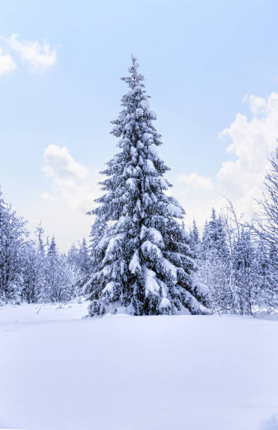 istock Spruce forest in winter. Winter landscape 1044062370