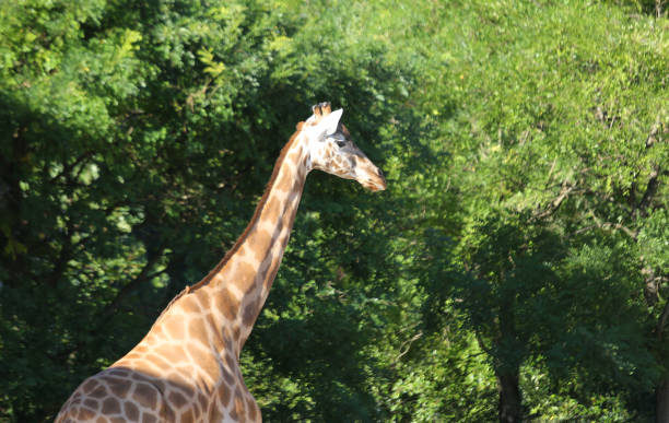istock big giraffe on natural park 1044065630