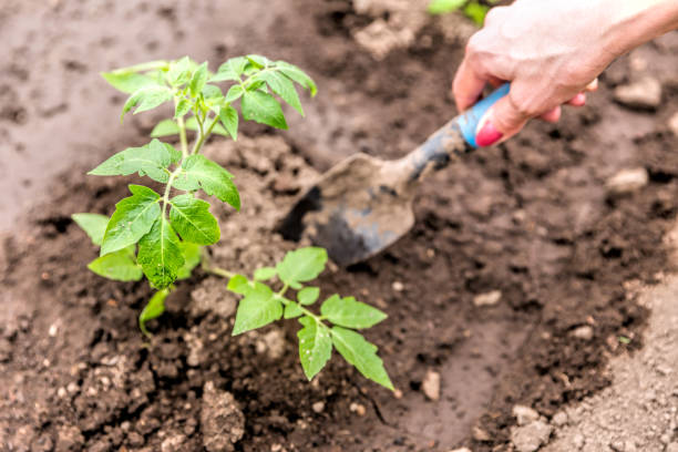 istock Hilling cucumber sprouts in a greenhouse 1044065694