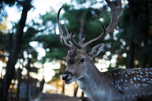 istock Deer in jungle bokeh background 1044066318