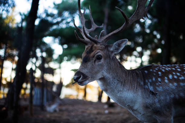 istock Deer in jungle bokeh background 1044066338