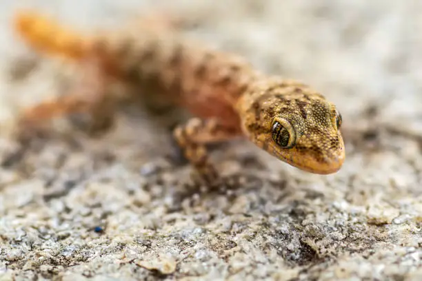 Photo of Small lizard (Gicko) shot in macro mode