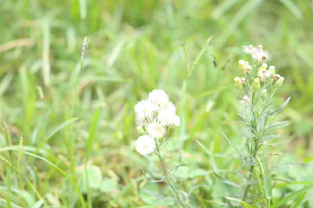 istock erigeron sumatrensis(Conyza sumatrensis) also know as Guernsey fleabane 1044074540