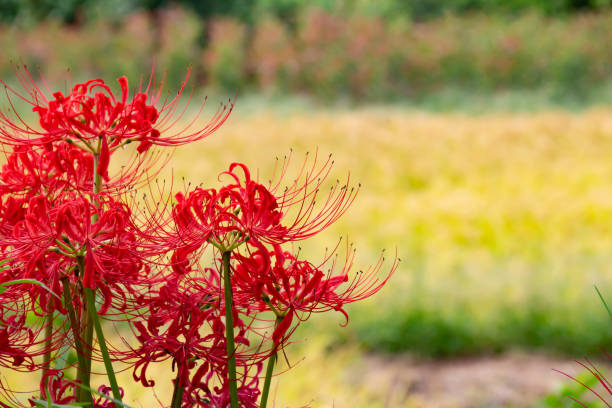 A red cluster amaryllis flower blooming along rice fields It is a flower of a bamboo shoot blooming beside a rice paddy rice field. red spider lily stock pictures, royalty-free photos & images