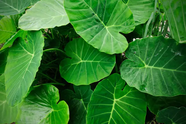 Photo of fresh elephant ear leaf