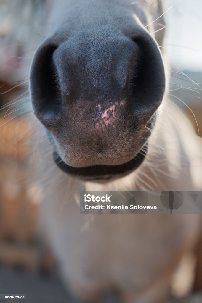 The horse's nose is close-up. Portrait of a Horse Muzzle of a horse close up. Portrait of a Horse Close-up Stock Photo