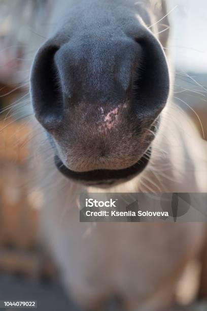 The Horses Nose Is Closeup Portrait Of A Horse Stock Photo - Download Image Now - Close-up, Nose, Pony