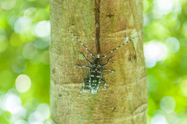 Spotted Lanternflies on tree