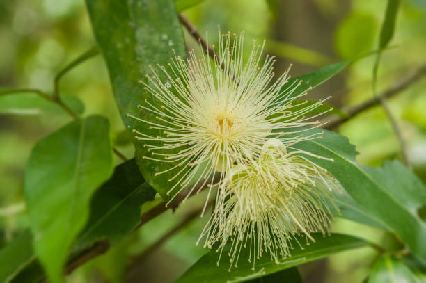 istock White rose apple flower like fireworks 1044080358
