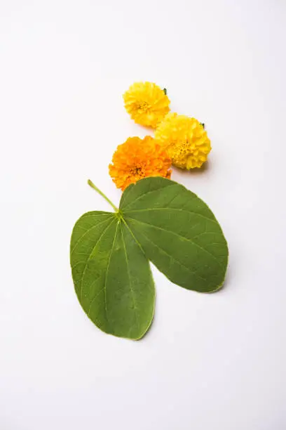 Happy Dussehra / Vijayadashami / Ayudh Puja greeting card using apta/Bauhinia racemosa/Bidi leaf and indian sweet Rasgulla for Navaratri