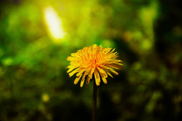 A lonely Dandelion in a green grass background, Moscow