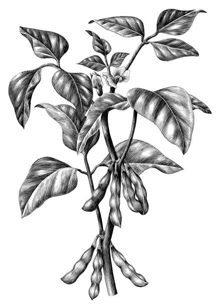 ilustrações de stock, clip art, desenhos animados e ícones de soy branch botanical hand draw vintage clip art isolated on white background - soybean isolated seed white background