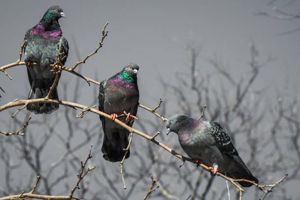istock Pigeons sitting on the tree branch 1044094958
