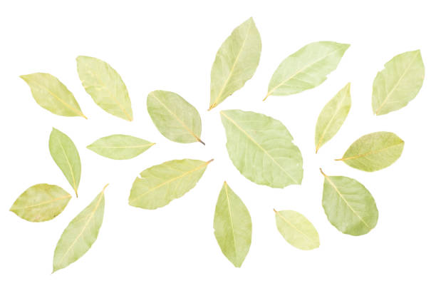 istock Dry olive green bay laurel leaves isolated on white 1044095950