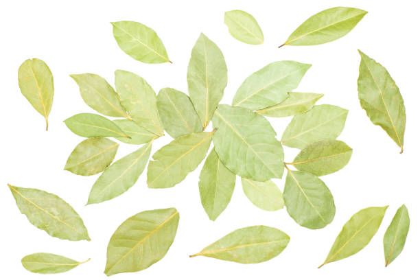 istock Dry olive green bay laurel leaves isolated on white 1044095962